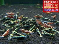 死着補償付き ブラック＆レッドフィッシュボーンお宝ミックス（送料込み）