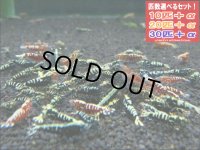 ブラック＆レッドフィッシュボーンお宝ミックス（送料込み）
