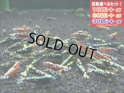 画像1: ブラック＆レッドフィッシュボーンお宝ミックス（送料込み）