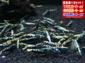 死着補償付き フィッシュボーンASミックス（送料込み）