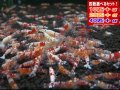 死着補償付き レッドファンシータイガー選別漏れ （送料込み）