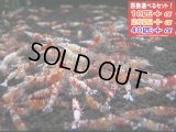 レッドファンシータイガー選別漏れ （送料込み）