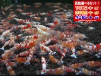 死着補償付き レッドファンシータイガー選別漏れ （送料込み）