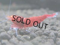 レッドダイヤ（金目固定100％）