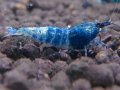 ターコイズ  MATERIAL BLUE サイズ小（1.0cm)