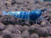 ターコイズ  MATERIAL BLUE サイズ小（1.0cm)