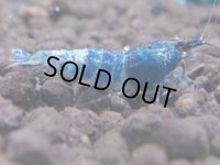 ターコイズ  MATERIAL BLUE サイズ小（1.0cm)