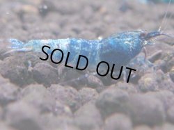 画像1: ターコイズ  MATERIAL BLUE サイズ小（1.0cm)