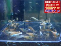 死着補償付き ターコイズシュリンプ 選別外（送料込み）