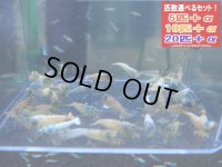 ターコイズシュリンプ 選別外（送料込み）