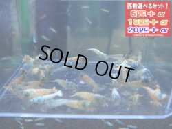 画像1: 死着補償付き ターコイズシュリンプ 選別外（送料込み）