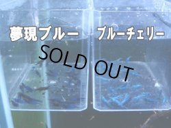 画像2: 夢幻ブルーシュリンプ15匹セット