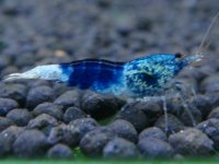 SAMURAI BLUE Aクラス