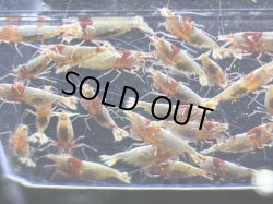 画像3: SHRIMP BACTER 86