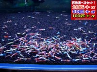 死着補償付き 新種系色々MIX お宝ミックス ミドル（送料込み）