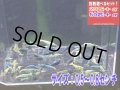 ターコイズ  サイズ小 グレードMIX（送料込み）