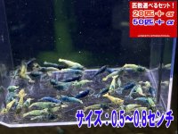 死着補償付き ターコイズ  サイズ小 グレードMIX（送料込み）