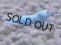 【メス指定】ターコイズ  MATERIAL BLUE サイズ小（1.2cm)