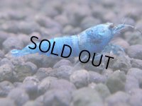 【メス指定】ターコイズ  MATERIAL BLUE サイズ小（1.2cm)
