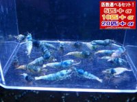 死着補償付き ターコイズ  全て♀確定（送料込み）
