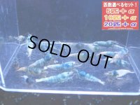 ターコイズ  全て♀確定（送料込み）