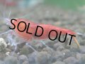 【メス指定】レッドダイヤ（金目固定100％）