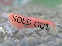 【メス指定】レッドダイヤ（金目固定100％）