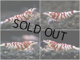 【JSSオークション】さと美えび SARASA TIGER  SHRIMP AWARD決勝個体 3匹セット 管理番号 A004