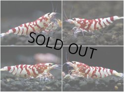 画像1: 【JSSオークション】さと美えび SARASA TIGER  SHRIMP AWARD決勝個体 3匹セット 管理番号 A004