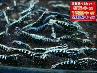 死着補償付き フィッシュボーン スノーフラワー（送料込み）