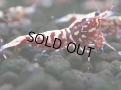 画像1: 719　C【19thファイナルRT】ファイナルファイナル！Fan Shrimp RED GALAXY 色濃い派手系超特価50連発！