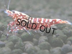 画像1: 732　C【19thファイナルRT】ファイナルファイナル！Fan Shrimp RED GALAXY 色濃い派手系超特価50連発！