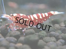 画像1: 731　C【19thファイナルRT】ファイナルファイナル！Fan Shrimp RED GALAXY 色濃い派手系超特価50連発！