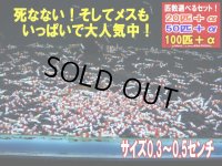 レッドビーシュリンプ 小さめASミックス（送料込み）
