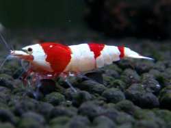 画像1: 111　H【ANYTIME RT】イケてるHY shrimpのミドル！