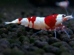 画像1: 119　H【ANYTIME RT】イケてるHY shrimpのミドル！