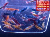 【期間限定20％増量セール中！】【NEW ARRIVAL】メタルカラーシュリンプ カラーMIX 全部抱卵個体＊抱卵10匹で300匹前後生まれます