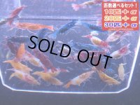 メタルカラーシュリンプ カラーMIX 全部抱卵個体＊抱卵10匹で300匹前後生まれます