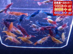 画像1: メタルカラーシュリンプ カラーMIX 全部抱卵個体＊抱卵10匹で300匹前後生まれます