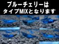 ブルーチェリーシュリンプ(タイプMIX）