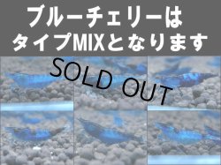画像1: ブルーチェリーシュリンプ(タイプMIX）