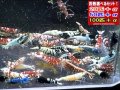 新種系色々MIX お宝ミックス ミドル（送料込み）