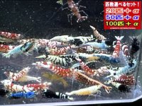 新種系色々MIX お宝ミックス ミドル（送料込み）