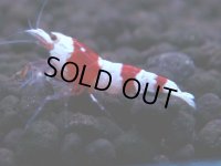 172　H【GWSP】ブランドレッドビー続々！雅えび ぴやっと小さ目特価！