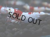 200　H【GWSP】ブランドレッドビー続々！涼風シュリンプ 言う事ナシ！