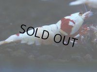 111　H【GWSP】ブランドレッドビー続々！色濃いモスラ系がで海外人気爆発！えび繁