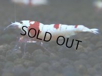 107　H【GWSP】ブランドレッドビー続々！色濃いモスラ系がで海外人気爆発！えび繁