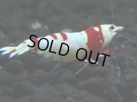 122　H【GWSP】ブランドレッドビー続々！マニア人気炸裂！健康体 ebisquid