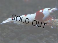 103　H【GWSP】ブランドレッドビー続々！色濃いモスラ系がで海外人気爆発！えび繁