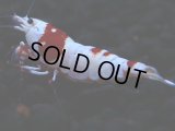 179　H【GWSP】ブランドレッドビー続々！雅えび ぴやっと小さ目特価！